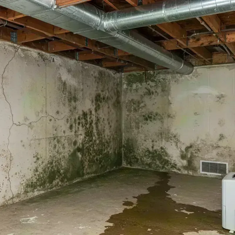 Professional Mold Removal in Pike County, IL